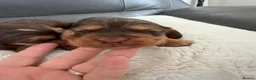 Cocker Spaniel dogs for sale: Show Thayp cocker spaniels - Advert 18