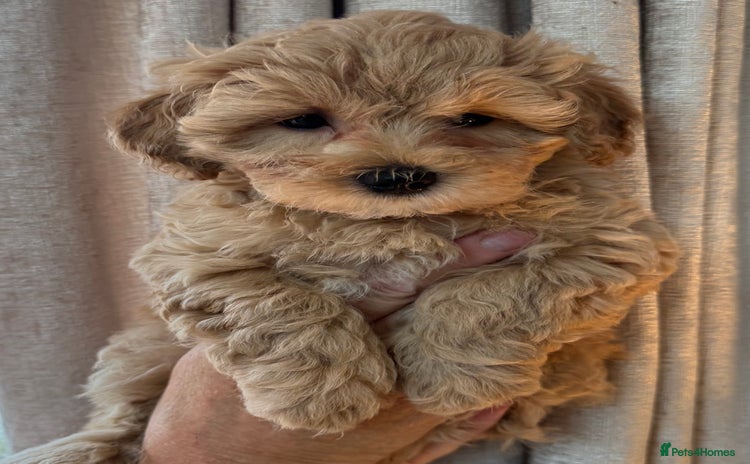 Maltipoo dogs - Advert 4