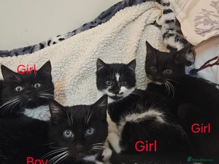 Mixed Breed cats Friendly kittens different ages - ready now - Advert 3