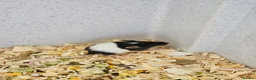 Mouse rodents for sale: Baby female fancy mice  - Advert 3