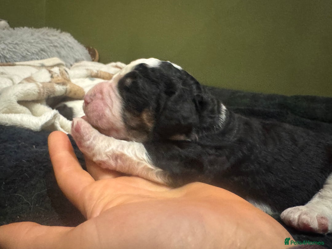 Bernedoodle dogs for sale: Bernedoodle F1B puppies - Image 14