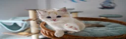 Ragdoll cats for sale: TICA registered seal lynx bicolor boy  - Advert 6