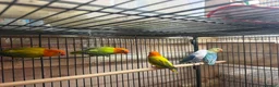 Lovebirds birds for sale: Lovebirds - Advert 4
