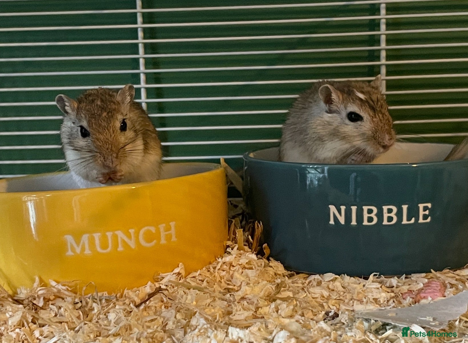 Gerbil rodents Two male Gerbils and Cage - Advert 1