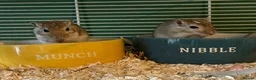 Gerbil rodents for sale: Two male Gerbils and Cage - Advert 1