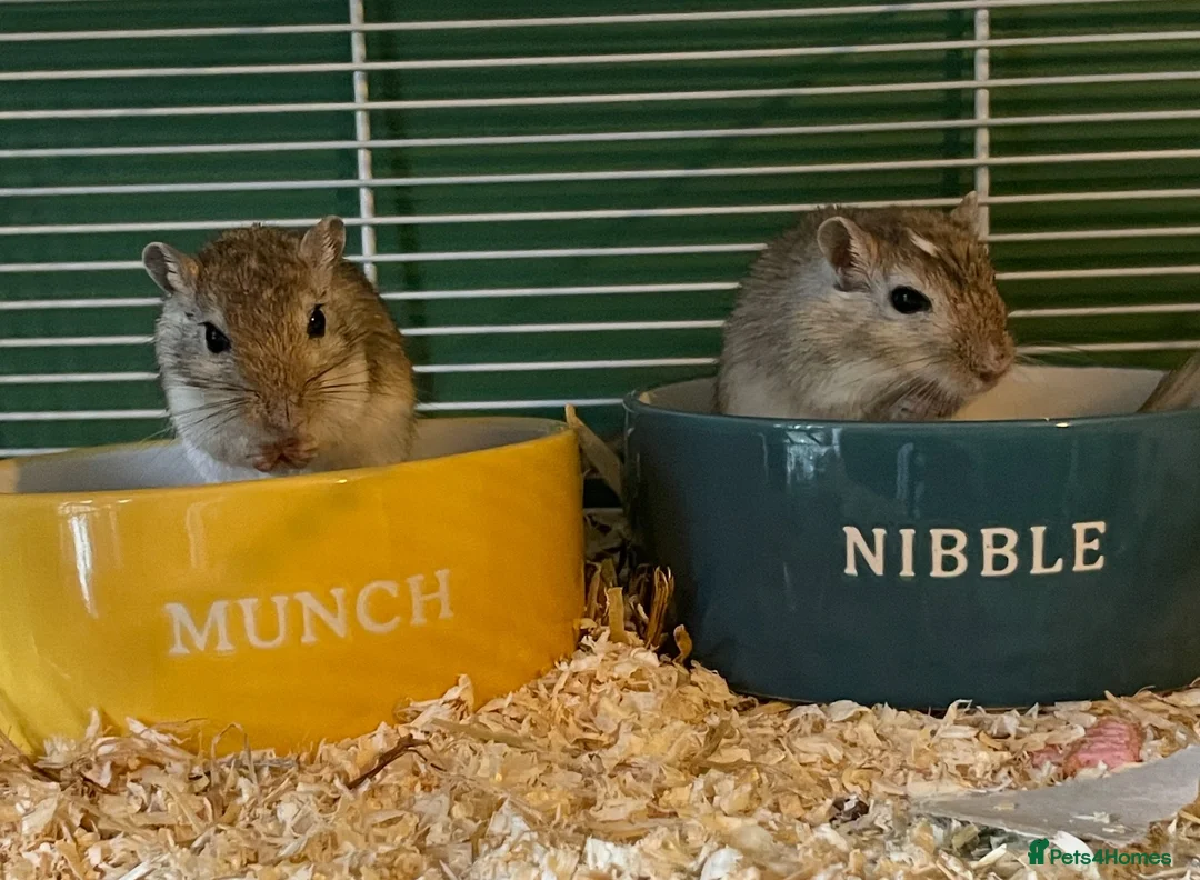 Gerbil rodents for sale: Two male Gerbils and Cage - Advert 1
