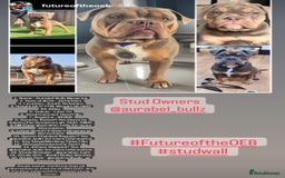 Olde English Bulldogge dogs for stud: 💥olde English bulldog stud💥 - Image 3