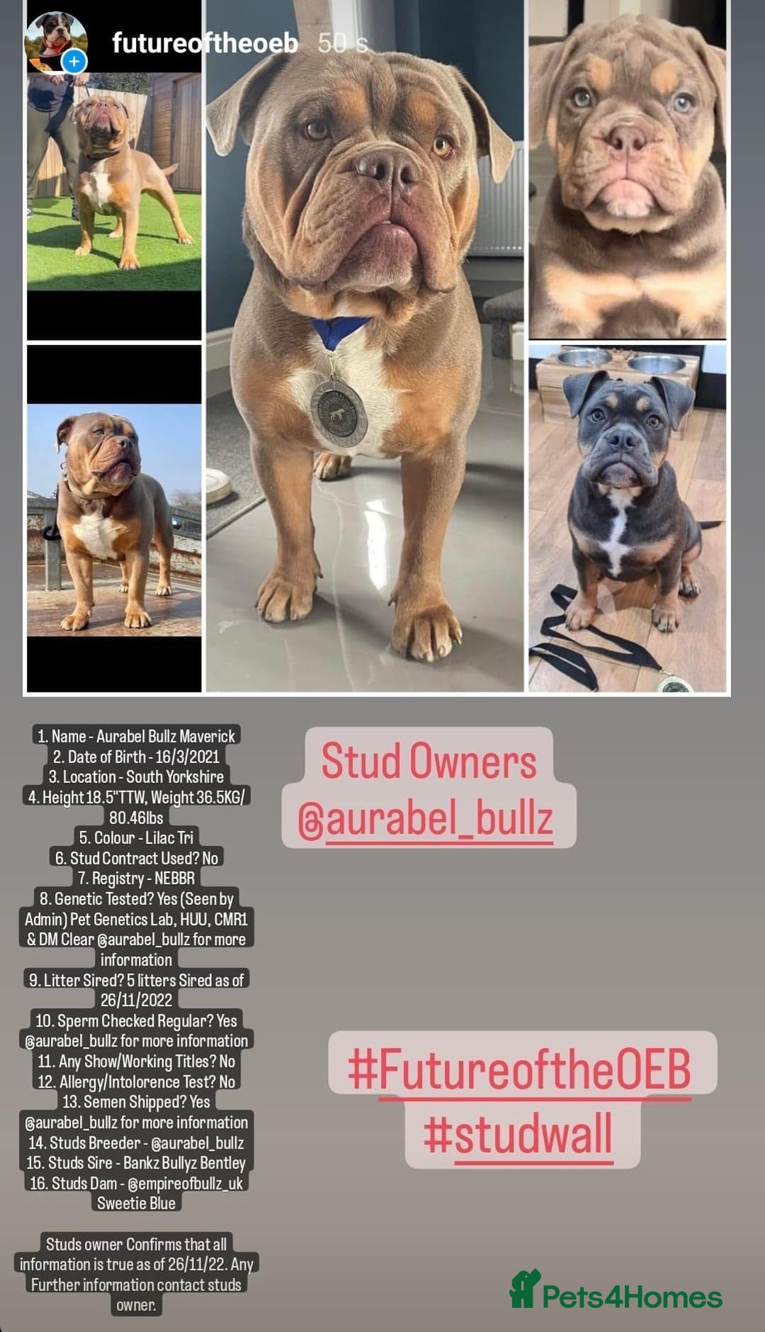 Olde English Bulldogge dogs for stud: 💥olde English bulldog stud💥 - Image 3