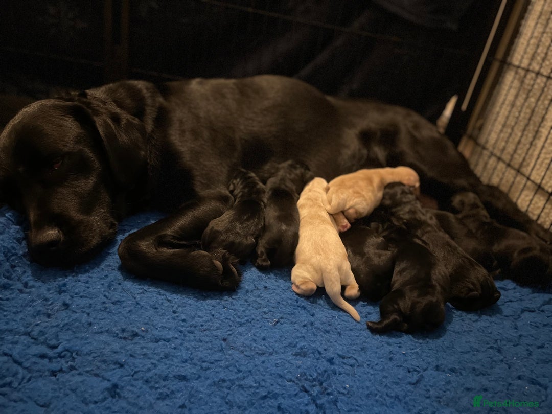 Goldador dogs for sale: Extensively health tested Goldador puppies - Image 8