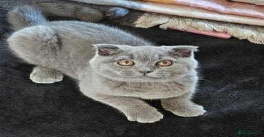 Scottish Fold cats - Advert 2