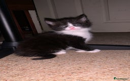 Mixed Breed cats for sale: 4 Cute Cuddly Kittens  - Image 2