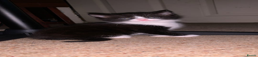 Mixed Breed Kitten 3