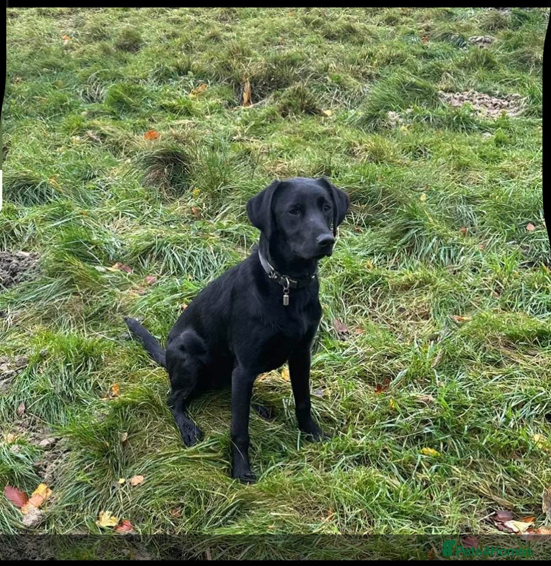 Labrador Retriever dogs for sale: Black Labrador Retriever Pups - Image 4