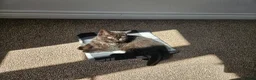 Persian cats for sale: Chunky Persian × British  - Advert 3