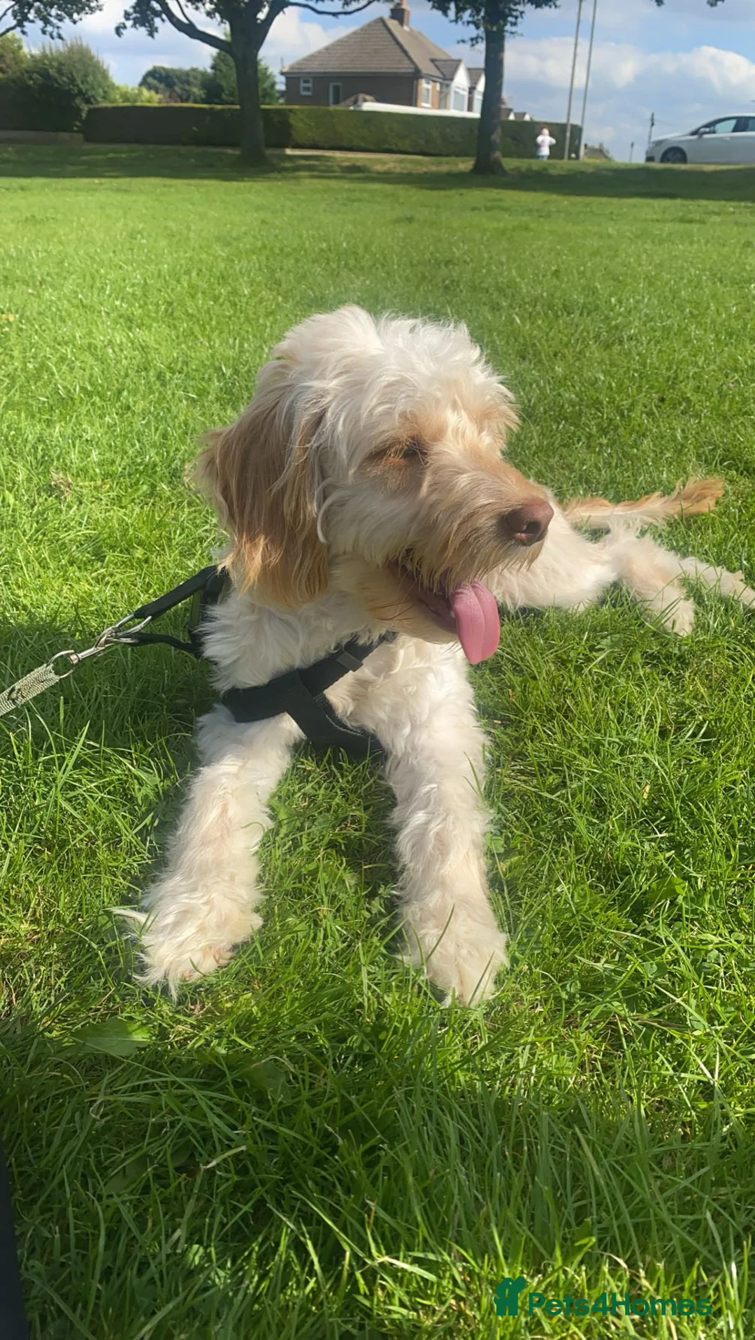 Cockapoo dogs for stud: Dog for stud! Otis the cockapoo - Advert 3