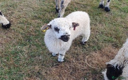 Sheep livestock for sale: 3/4 Valais Looking for New Home at Weaning - Image 1