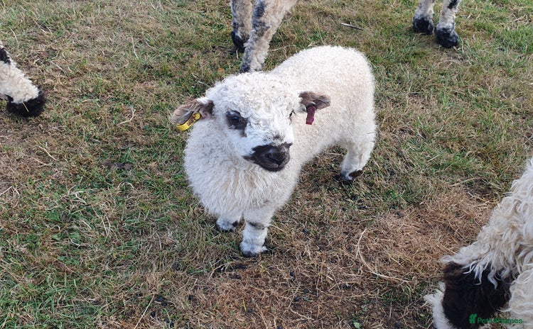 Sheep livestock - Advert 2