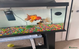 Fancy Goldfish fish for sale: 2 Stunning Orandas  - Image 2