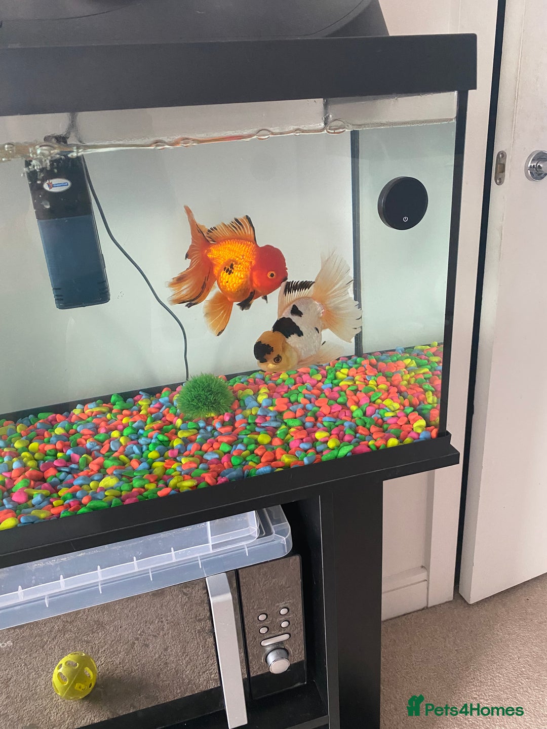 Fancy Goldfish fish for sale: 2 Stunning Orandas  - Image 2