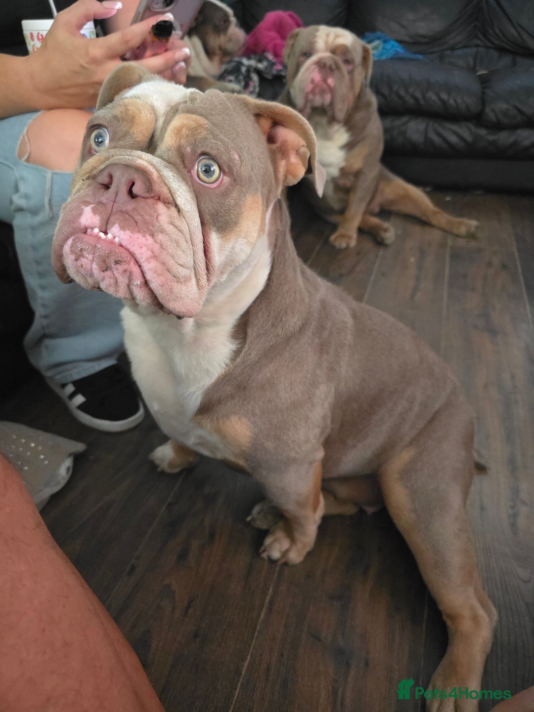 Olde English Bulldogge dogs for sale: Lilo olde English bulldog  - Image 3