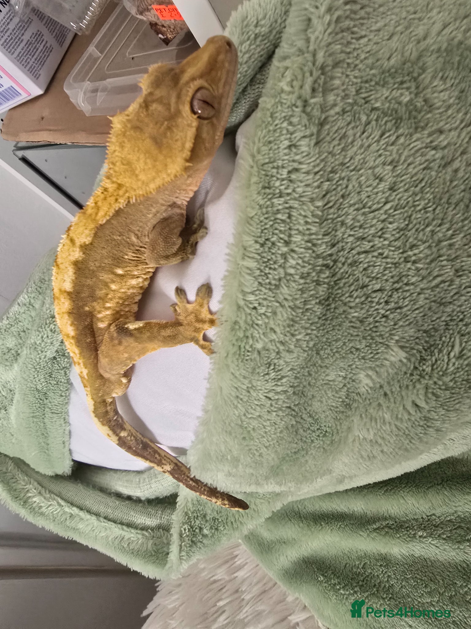 Mixed Breed reptiles for sale: Reptiles, Tarantulas & Enclosures for Sale in Bradford - Advert 12