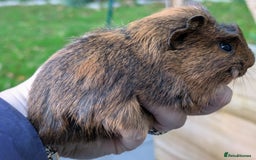 Guinea Pig rodents for sale: Gorgeous guinea pig pups - Image 10