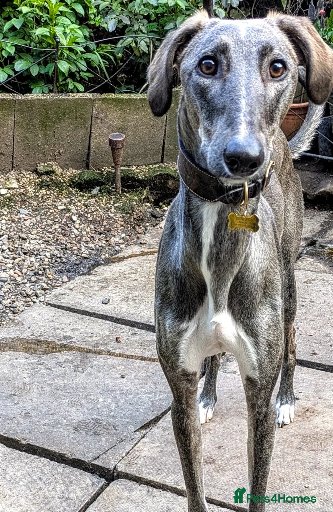 Lurcher dogs for adoption: NORMAN, young lurcher in rescue - Advert 1
