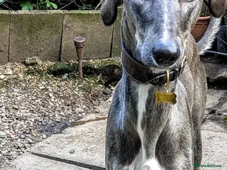 Lurcher dogs NORMAN, young lurcher in rescue - Advert 1