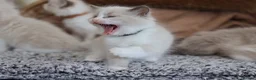 Ragdoll cats for sale: Tica Registered 💎 Ragdoll Kittens - Advert 5