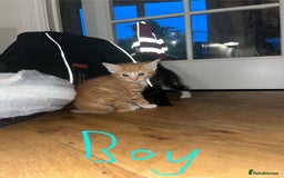 Maine Coon cats for sale: 6 Maine Coon cross* Kittens  - Image 9