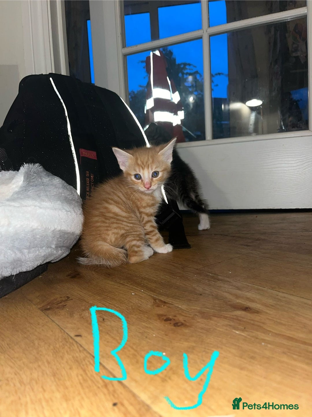 Maine Coon cats for sale: 6 Maine Coon cross* Kittens  - Image 9