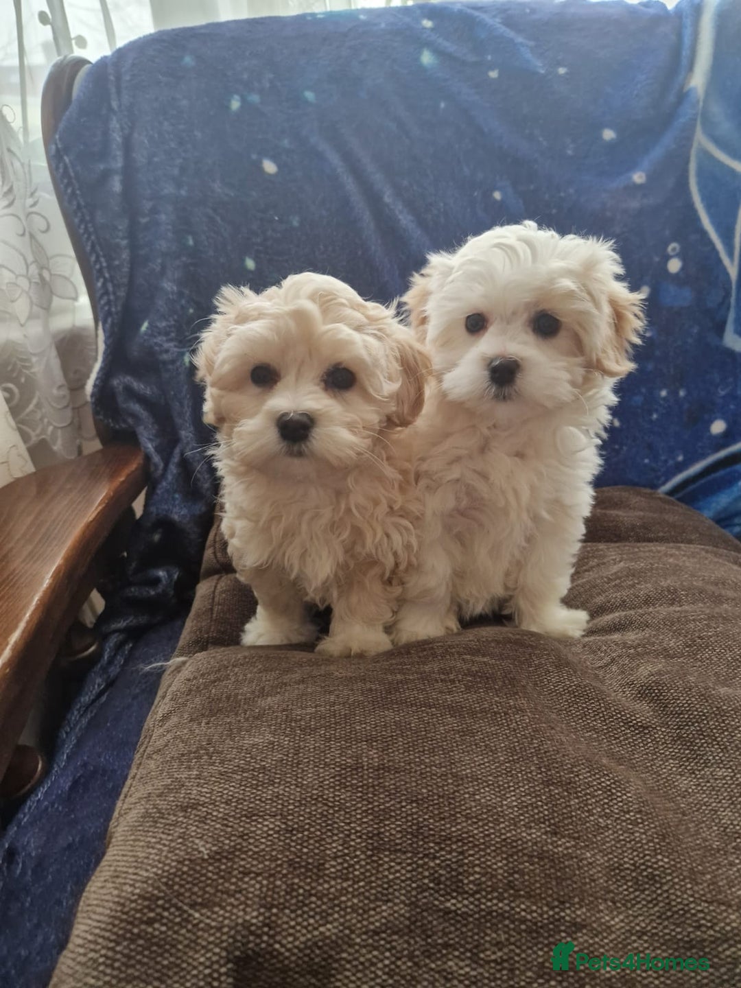 Havanese dogs for sale: Beautiful Bichon Puppies Available!  - Advert 4
