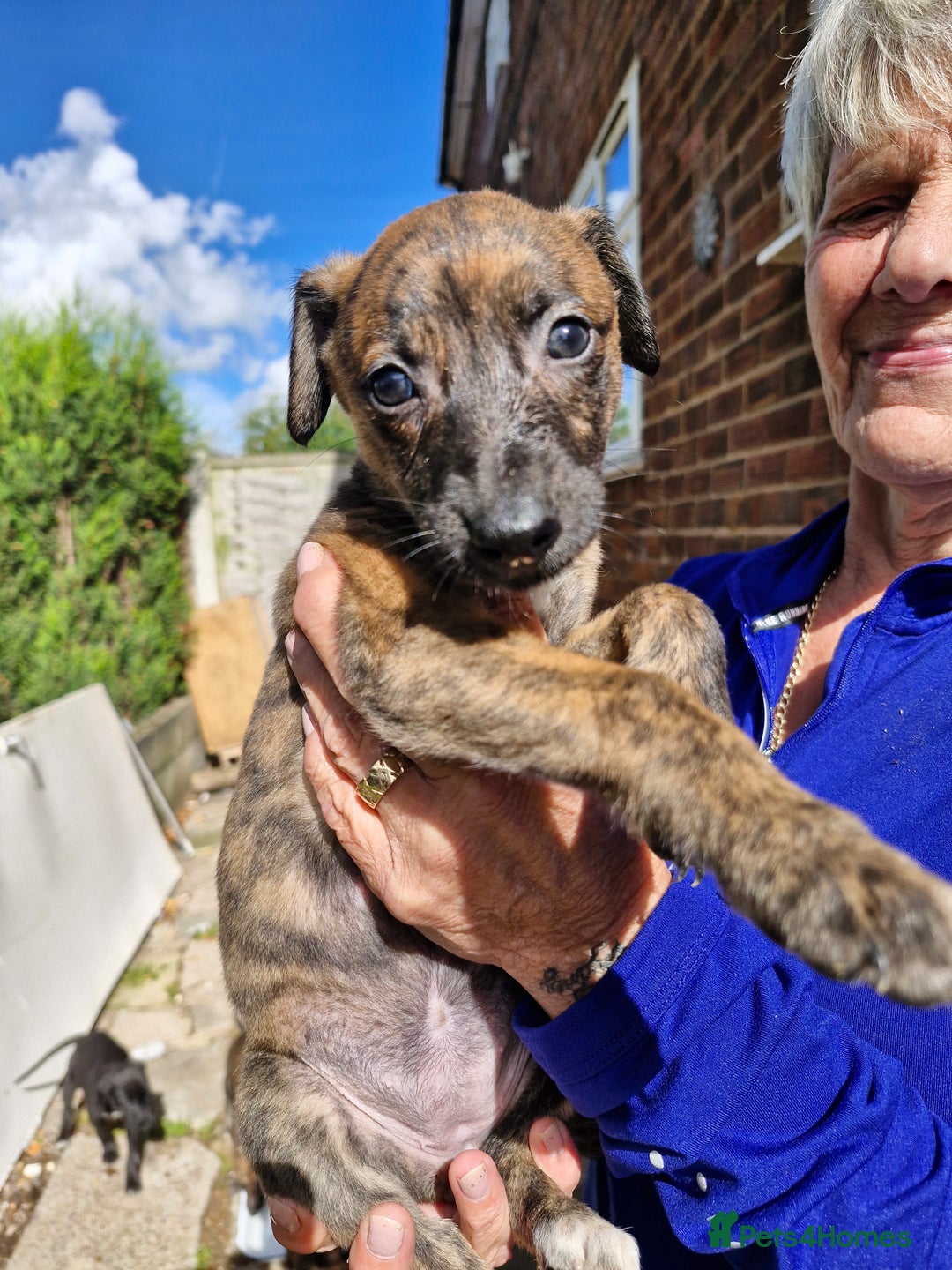 Mixed Breed dogs for sale: Saluki greyhound whippet pups - Image 4