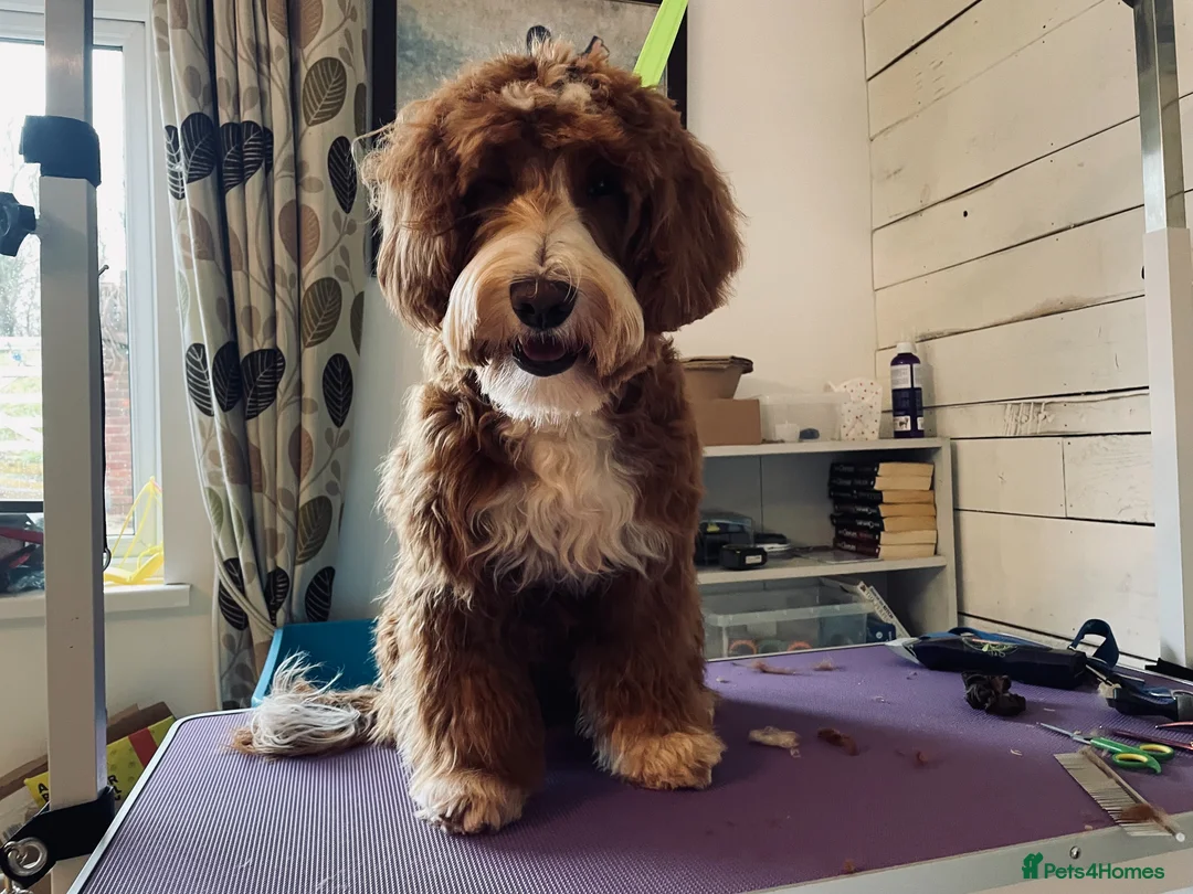 Double Doodle dogs for stud: Australian Labradoodle x Double Doodle - Advert 12