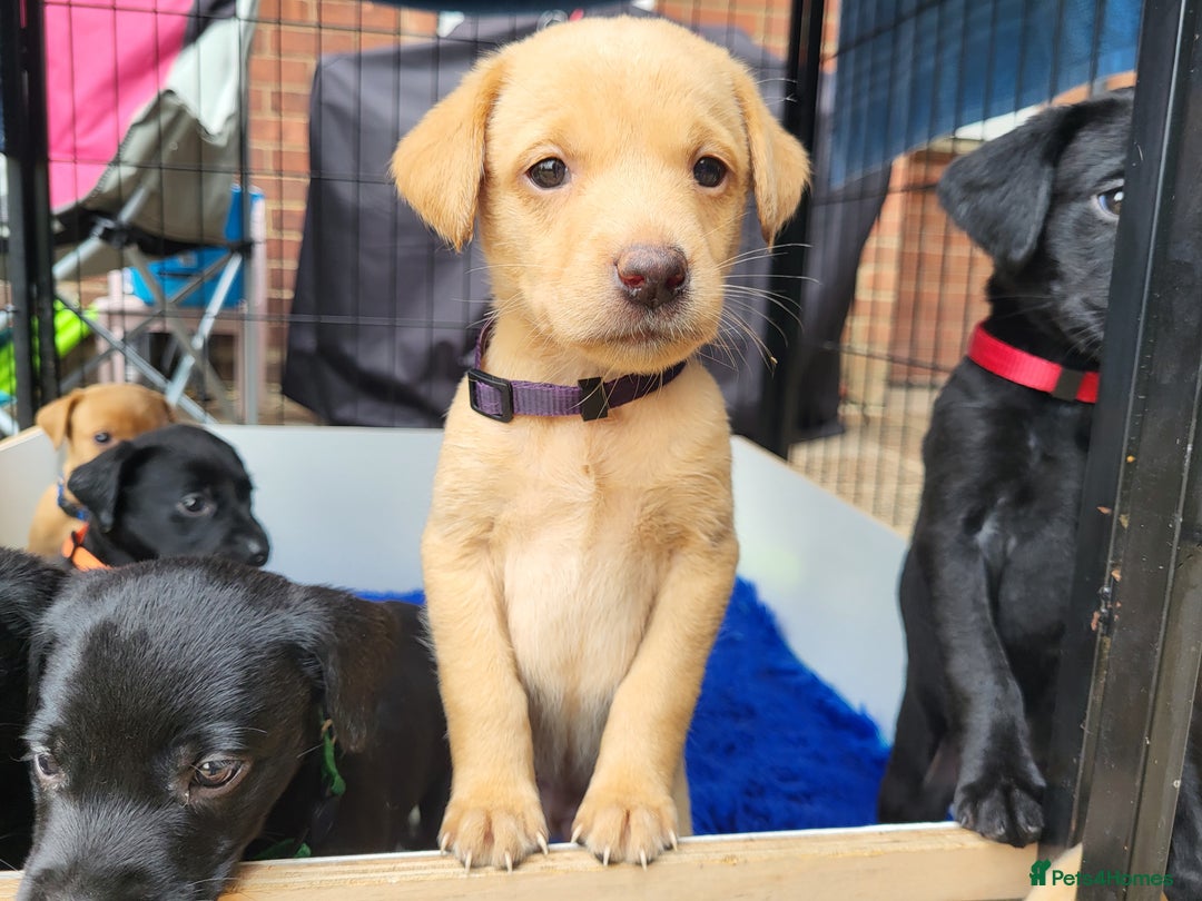 Labrador Retriever dogs for sale: Kc labrador puppies  - Image 22