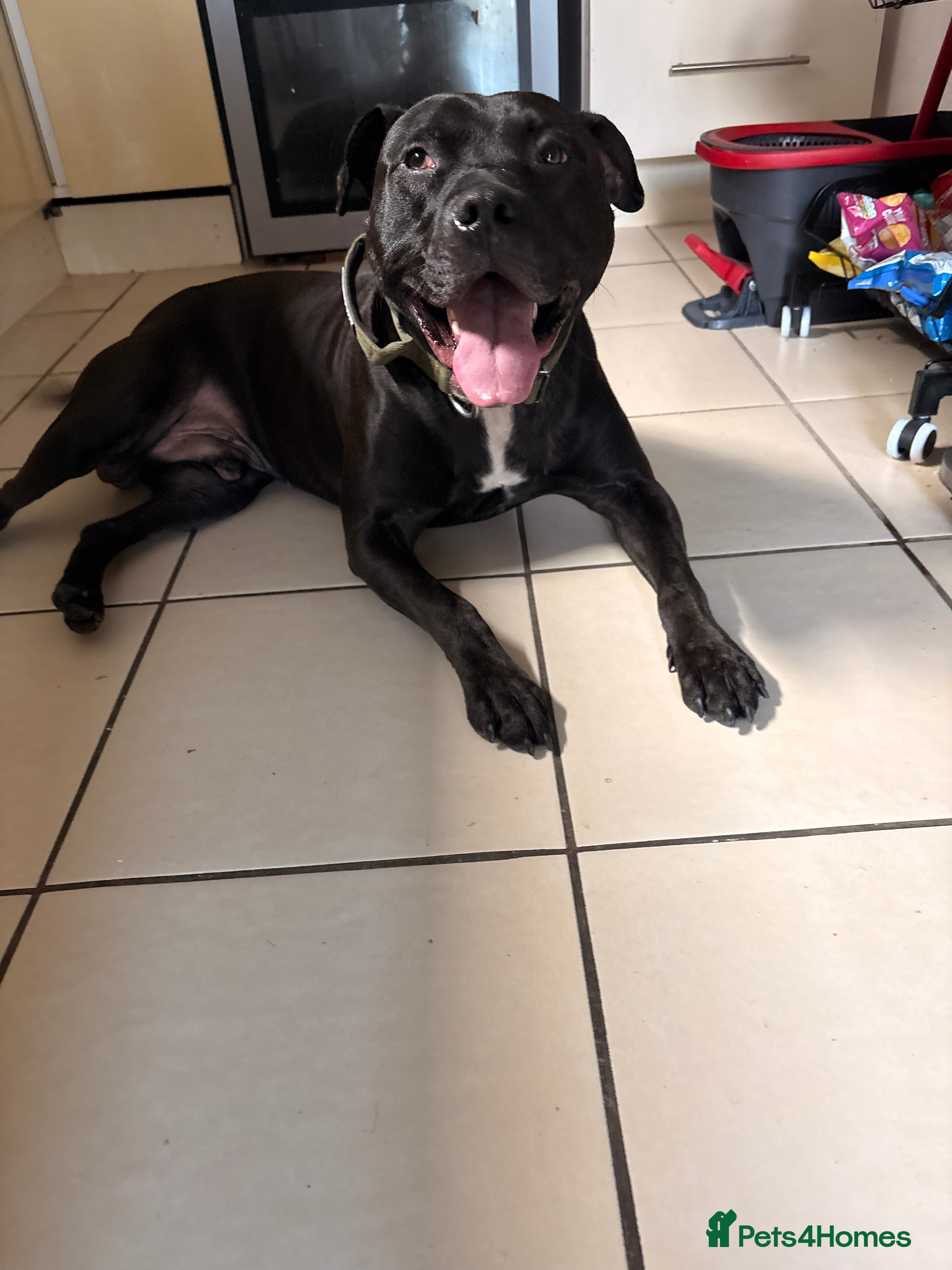 American Bulldog dogs American Bulldog - Advert 14