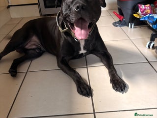 American Bulldog dogs for sale - Advert 1