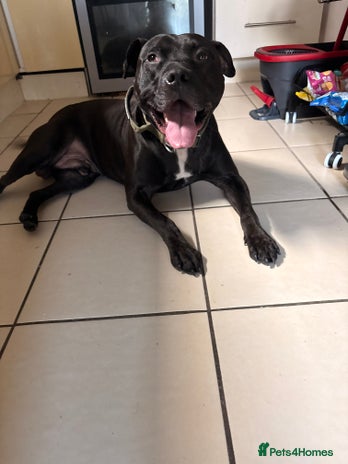 American Bulldog dogs - Advert 1