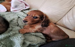 Miniature Dachshund dogs for sale: 3 Cute Longhaired Mini Dachshunds Pedigree - Image 13