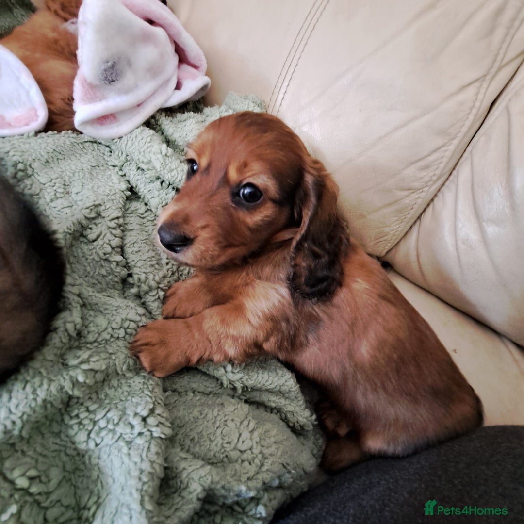 Miniature Dachshund dogs for sale: 3 Cute Longhaired Mini Dachshunds Pedigree - Image 13