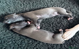 Italian Greyhound dogs for sale: 7/8 Italian Greyhound, 1/8 Whippet Puppies - Image 20