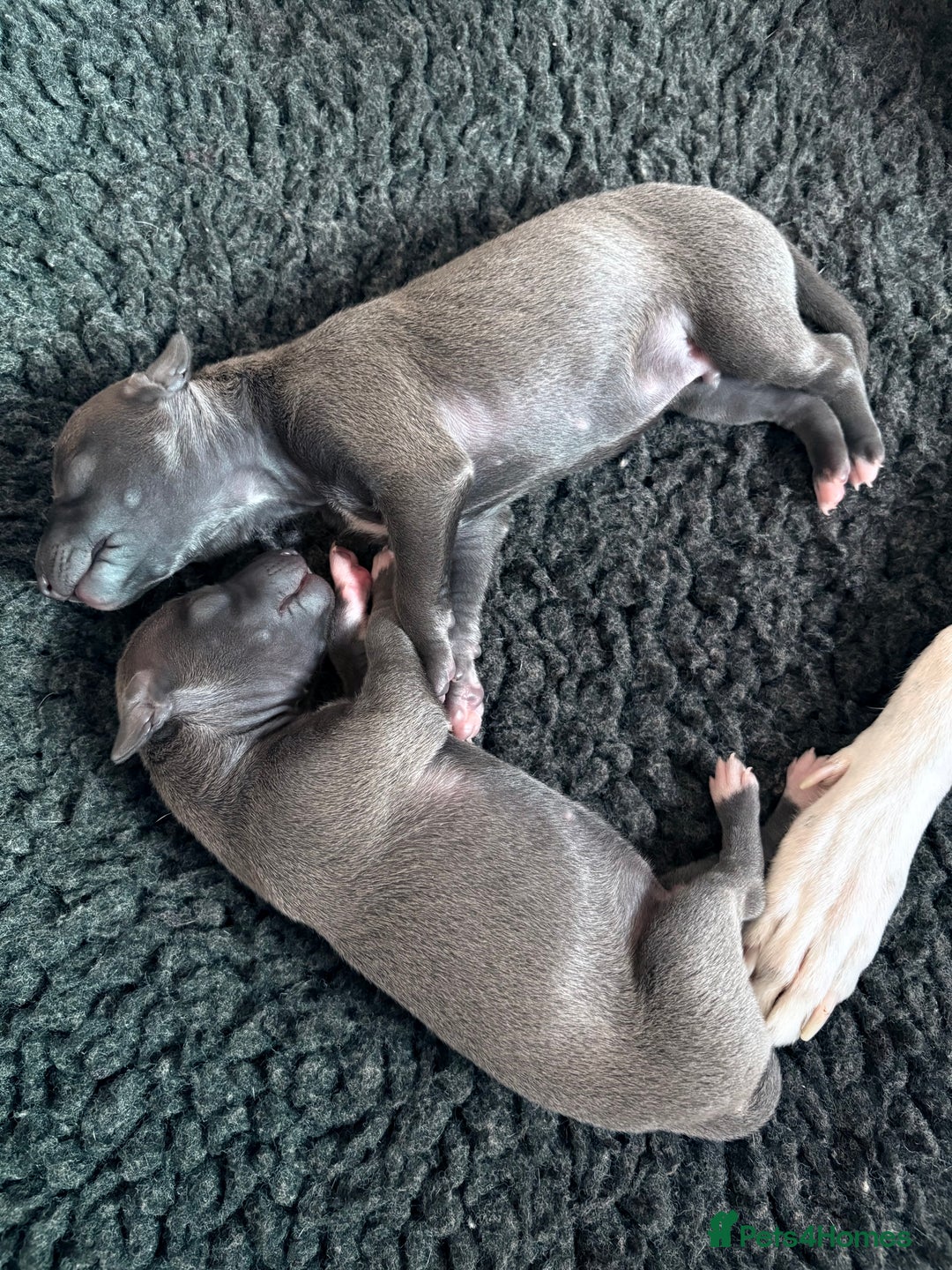 Italian Greyhound dogs for sale: 7/8 Italian Greyhound, 1/8 Whippet Puppies - Image 20