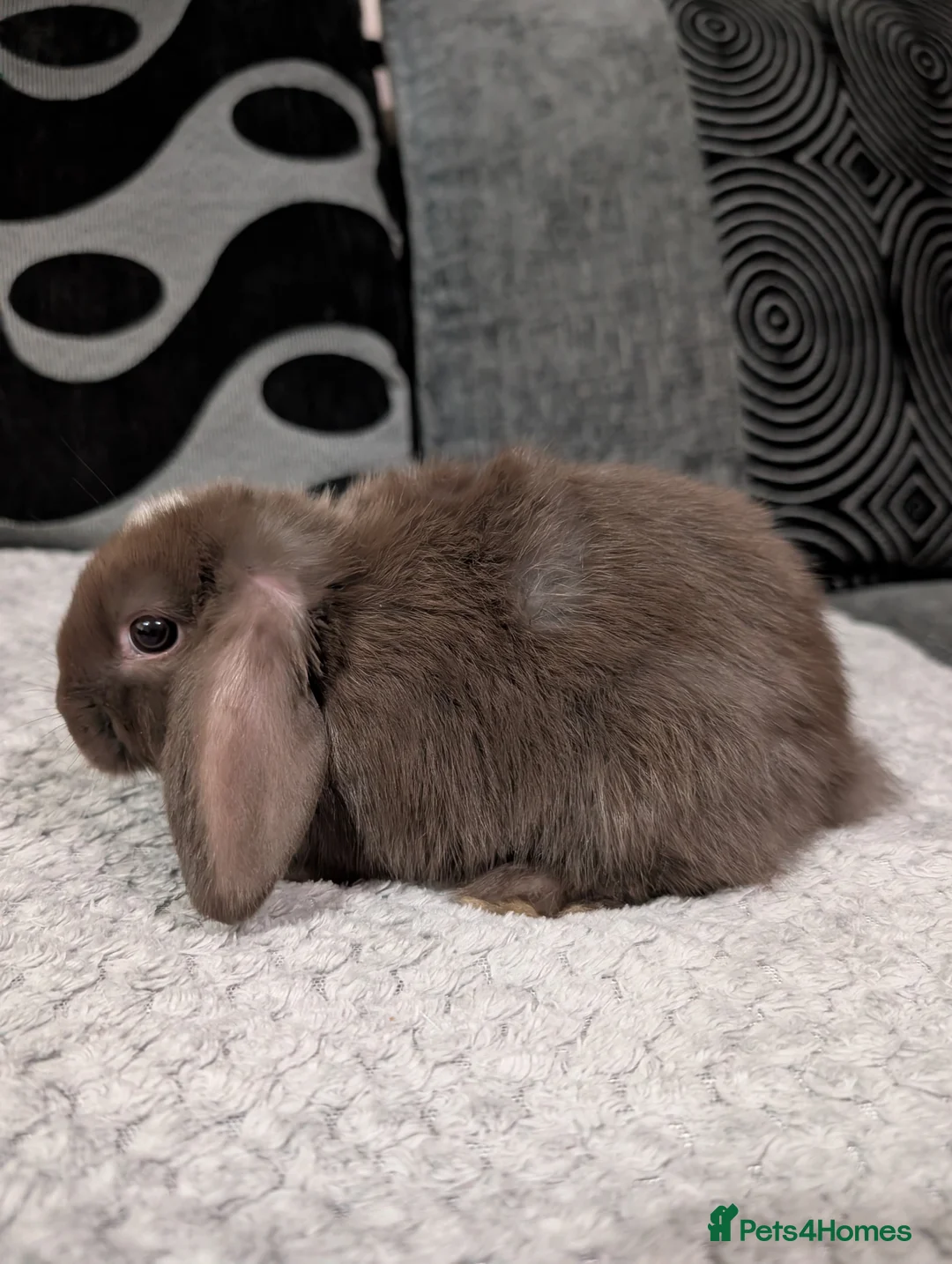 Mini Lop rabbits for sale: 6 beautiful mini lops available 16/3 in Ashford - Advert 10