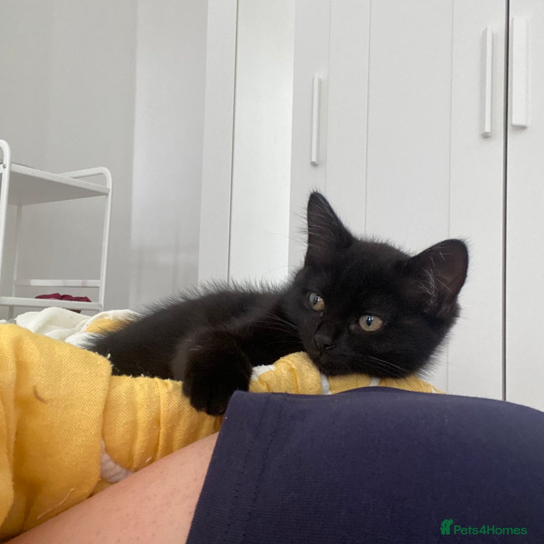 Himalayan cats for sale: Gorgeous Last kitten Girl 🩷 found home ‼️‼️ - Image 18