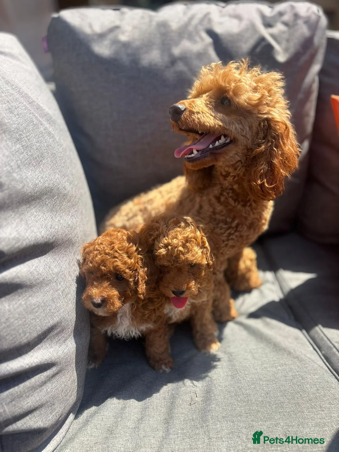 Toy Poodle dogs for sale: Toy poodle puppies - Advert 2