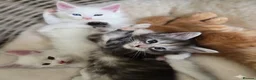 Maine Coon cats for sale: 🐾 Beautiful GCCF Registered Pedigree Kittens 🐾 in Poole - Advert 5