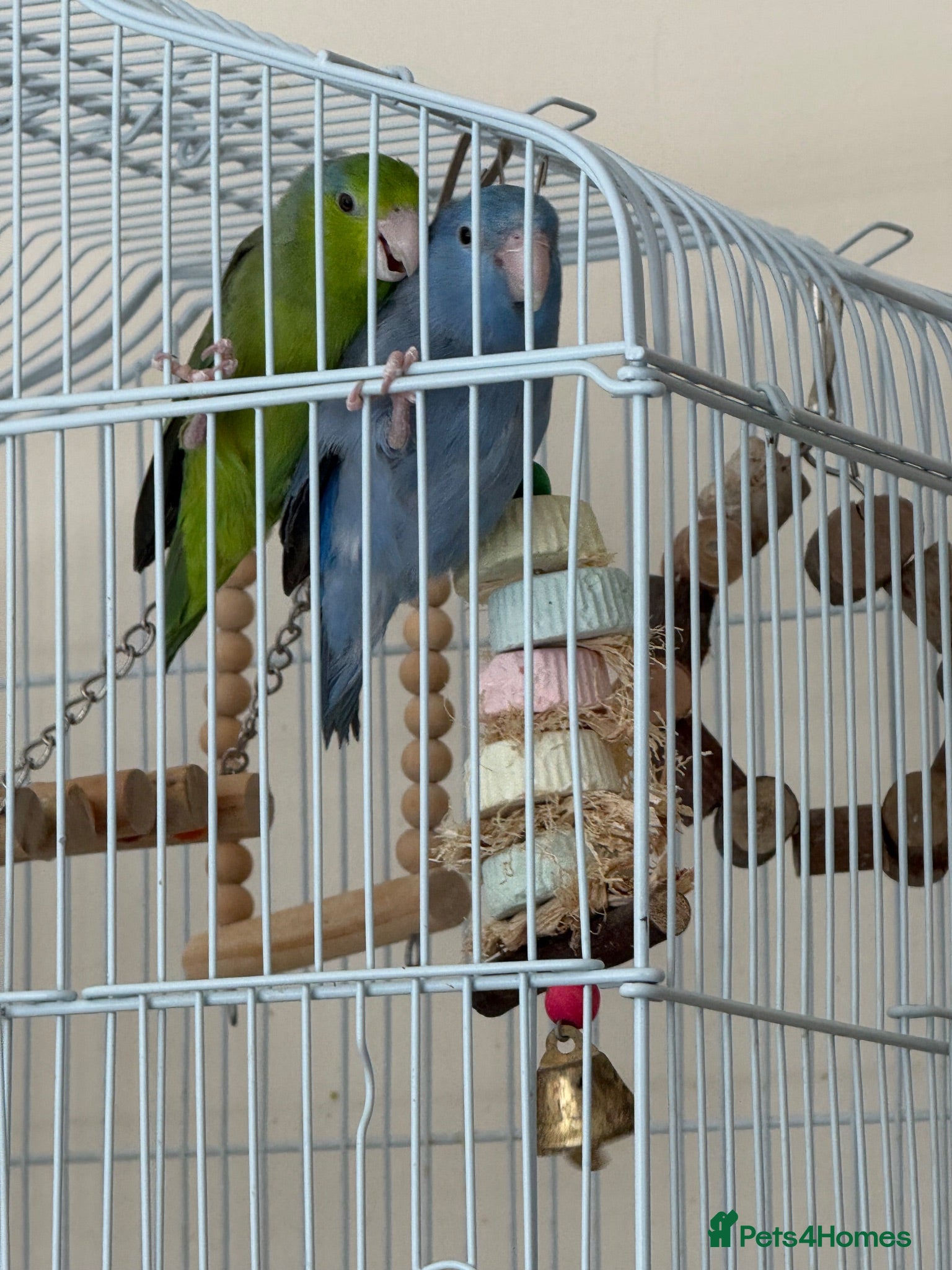 Parrots birds Pair of Parrotlets - Advert 1