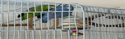 Parrots birds for sale: Pair of Parrotlets in Reading - Advert 1