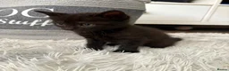 Mixed Breed cats for sale: Beautiful, Friendly Family Kittens - Advert 4