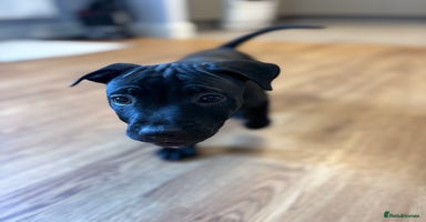 Staffordshire Bull Terrier dogs - Advert 4
